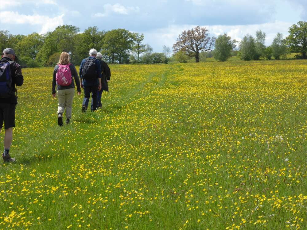 Short Walk from One Tree Hill, Knole Park